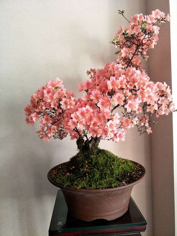 为什么杜鹃下山桩不容易养活 图片