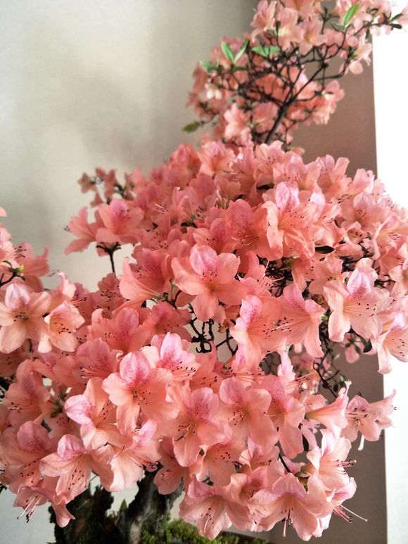 为什么杜鹃下山桩不容易养活 图片