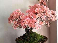 为什么杜鹃下山桩不容易养活 图片