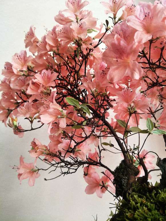 为什么杜鹃下山桩卖的都不便宜 图片