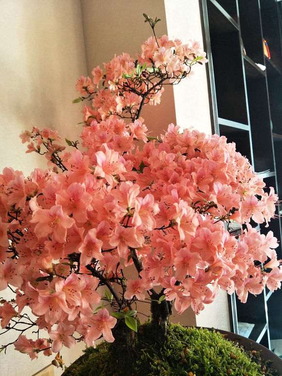 为什么杜鹃下山桩卖的都不便宜 图片