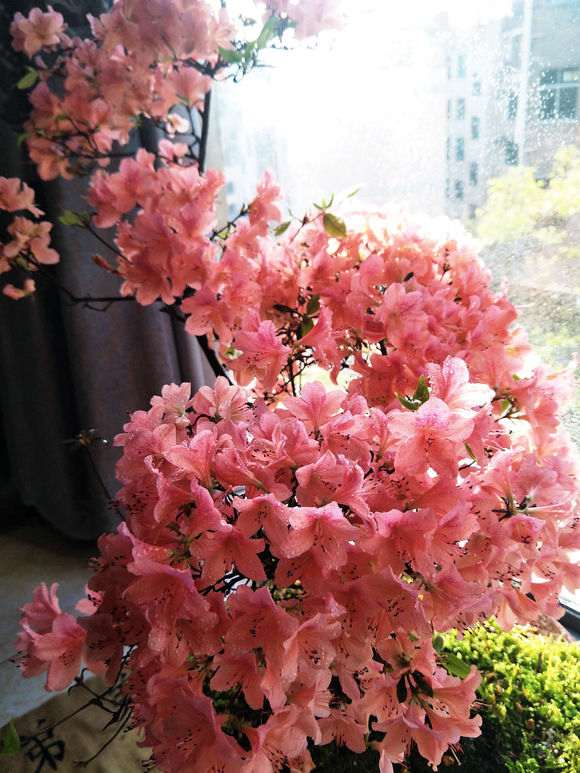 为什么杜鹃下山桩卖的都不便宜 图片