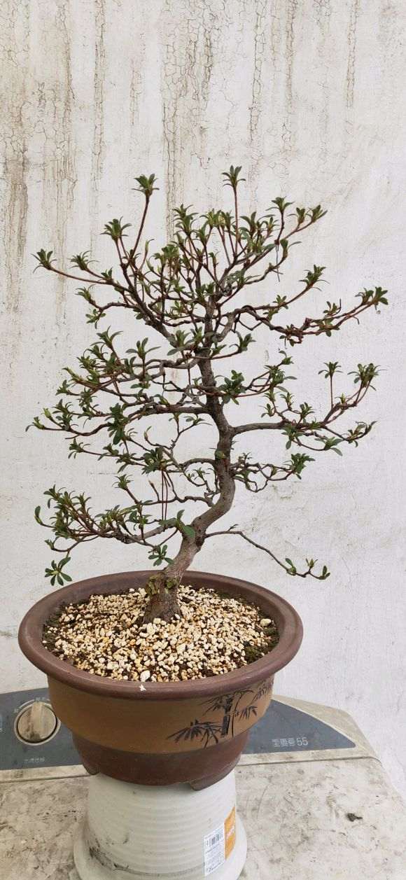 请问杜鹃下山桩什么时间入室出室最好