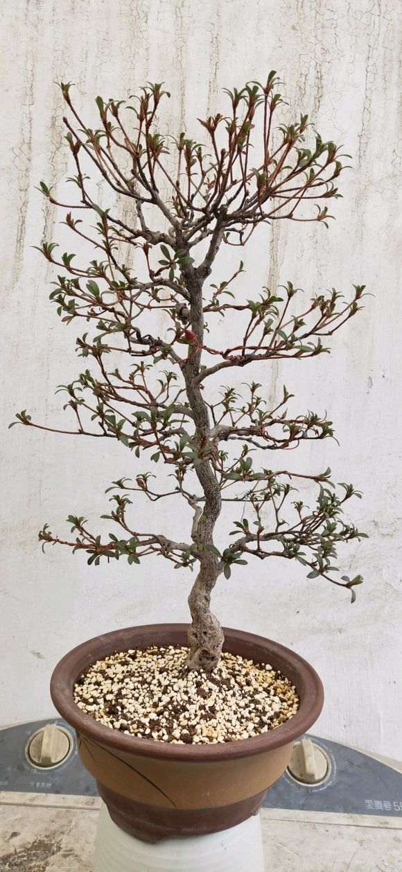 请问杜鹃下山桩什么时间入室出室最好