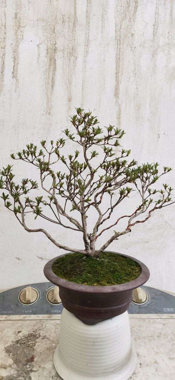 请问杜鹃下山桩什么时间入室出室最好