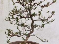 请问杜鹃下山桩什么时间入室出室最好