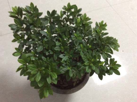 杜鹃下山桩花几月长花苞