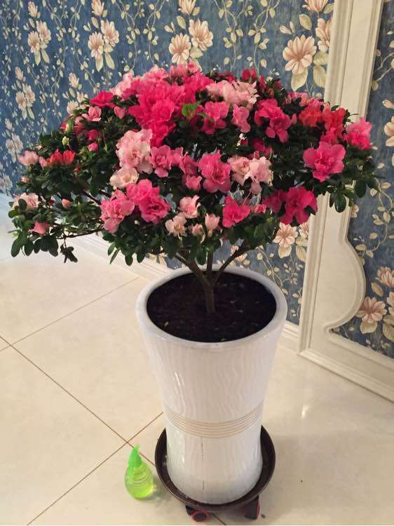 七彩杜鹃下山桩生病了 怎么办 图片