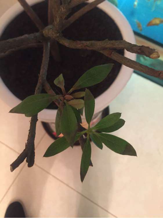 七彩杜鹃下山桩生病了 怎么办 图片