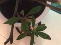 七彩杜鹃下山桩生病了 怎么办 图片