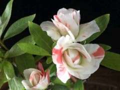 五宝绿珠到底是一个什么品种的杜鹃下山桩