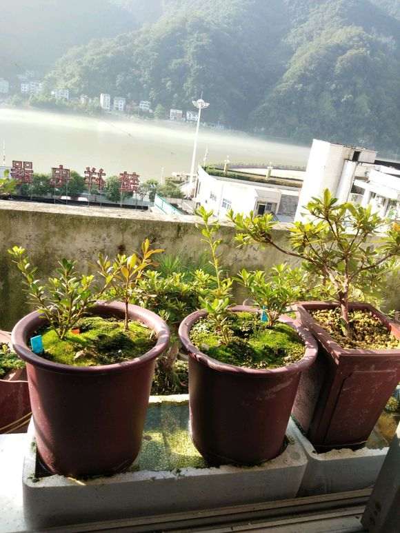 杜鹃下山桩怎么用浸盆的方法养殖