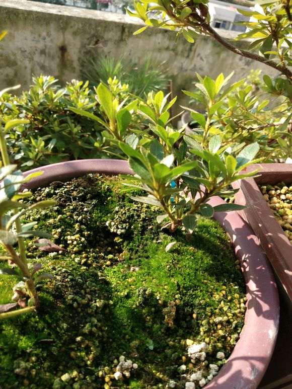 杜鹃下山桩怎么用浸盆的方法养殖