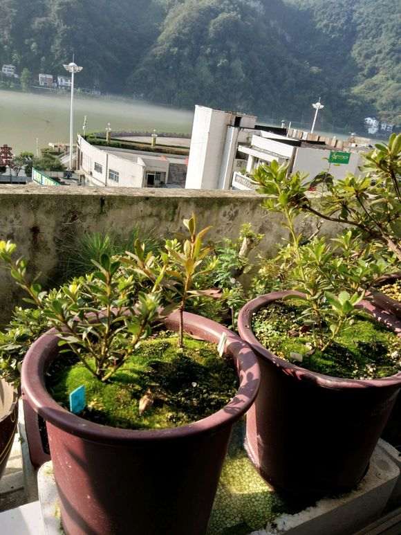 杜鹃下山桩怎么用浸盆的方法养殖