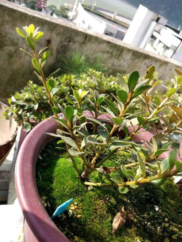 杜鹃下山桩怎么用浸盆的方法养殖