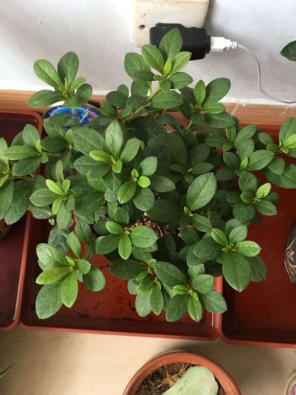 东北夏天怎么浸盆养殖杜鹃下山桩