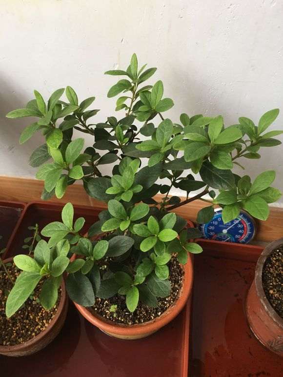 东北夏天怎么浸盆养殖杜鹃下山桩