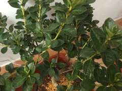 东北夏天怎么浸盆养殖杜鹃下山桩 图片