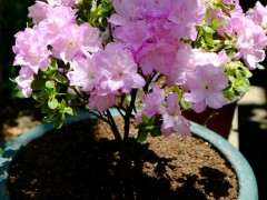 有什么品种的杜鹃下山桩适合南方 图片