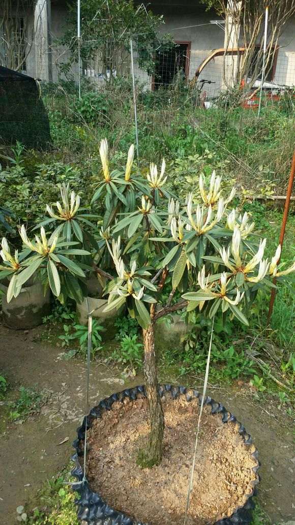 杜鹃下山桩什么时候成为国家一级濒危物种的