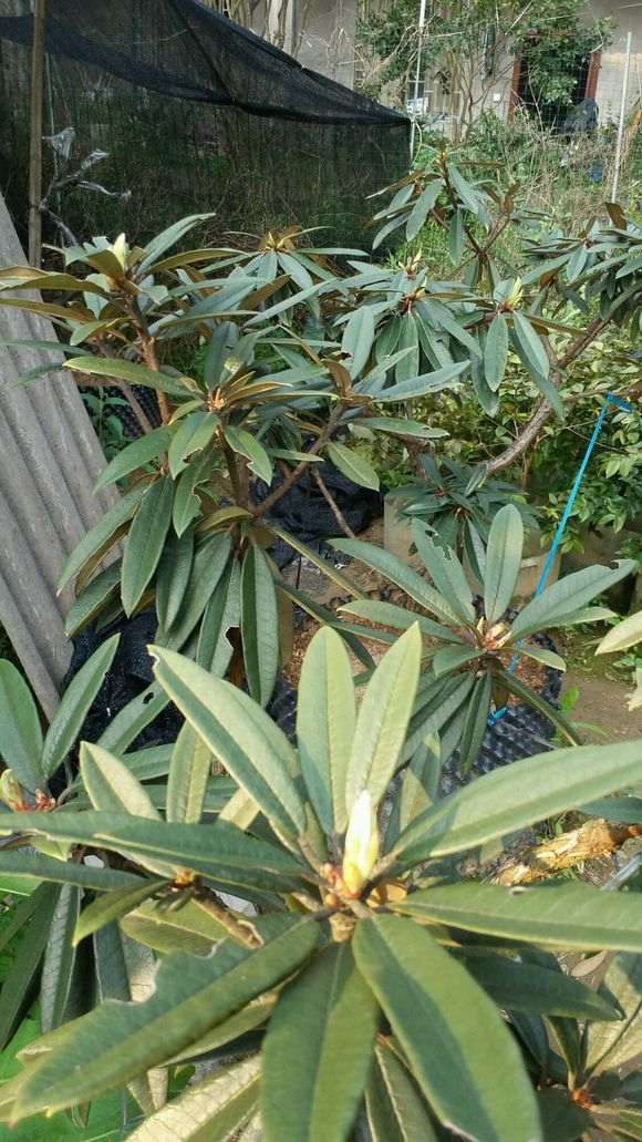 杜鹃下山桩什么时候成为国家一级濒危物种的