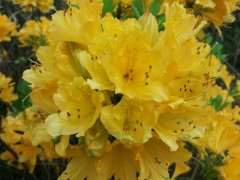 听说杜鹃下山桩是不是有毒 是不是真的