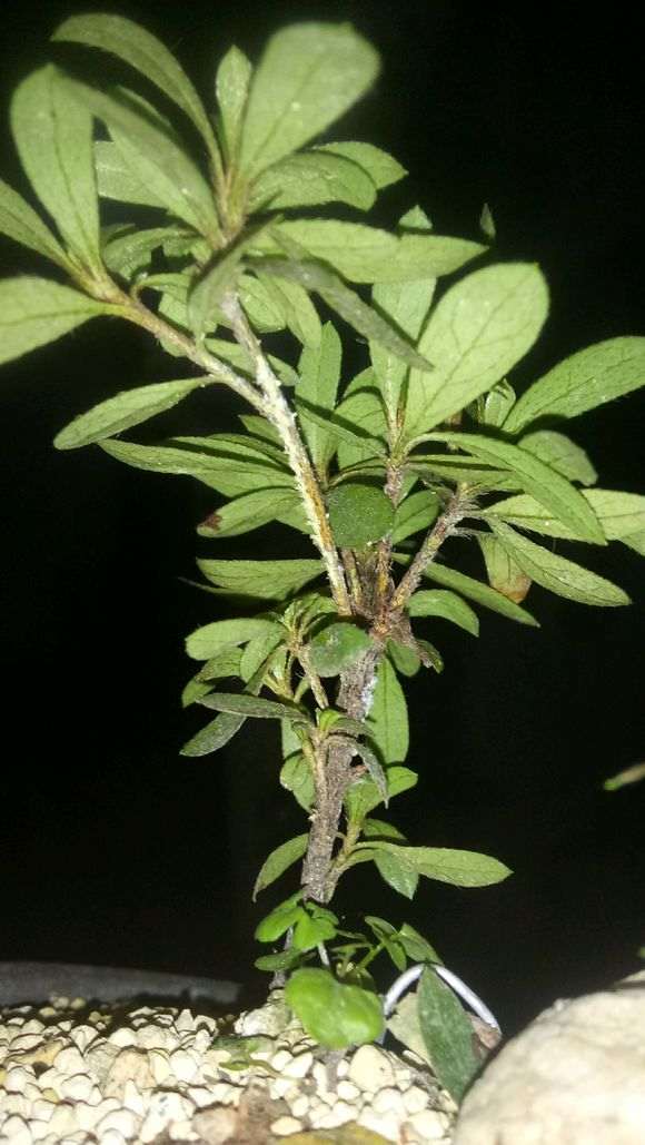 杜鹃下山桩枝条上长白毛 怎么办 图片