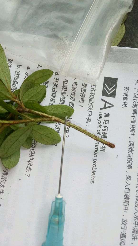 杜鹃下山桩枝条上长白毛 怎么办 图片