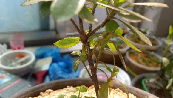 杜鹃下山桩枝条上长白毛 怎么办 图片