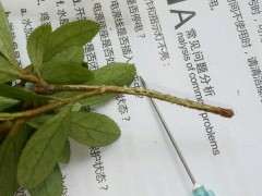 杜鹃下山桩枝条上长白毛 怎么办 图片