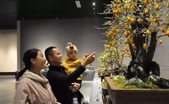 2019年绍兴盆景文化艺术展明天开展