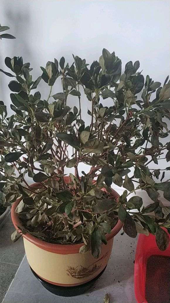 杜鹃下山桩的叶子上有灰白色 怎么办 图片