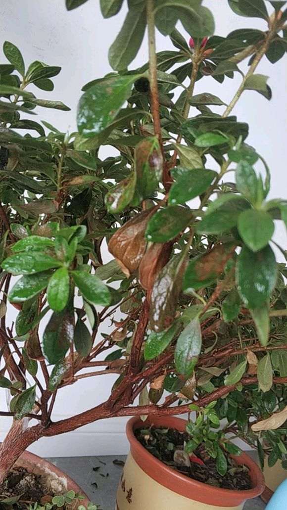 杜鹃下山桩的叶子上有灰白色 怎么办 图片