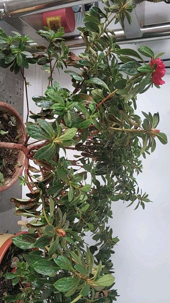 杜鹃下山桩的叶子上有灰白色 怎么办 图片