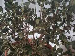 杜鹃下山桩的叶子上有灰白色 怎么办 图片