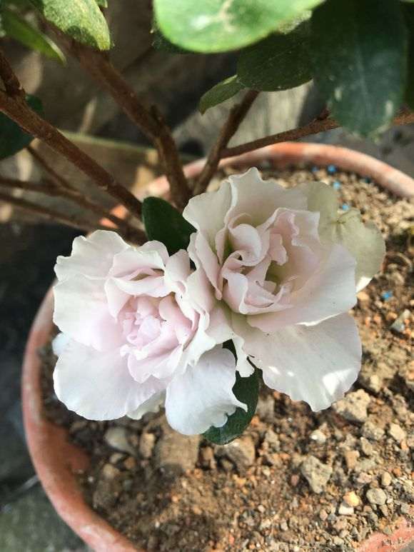 杜鹃下山桩怎么洗根的方法 图片