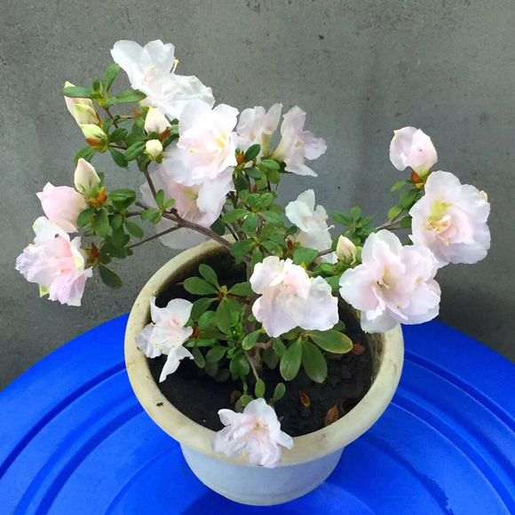 杜鹃下山桩怎么洗根的方法 图片