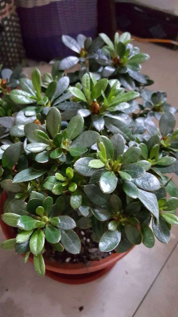 杜鹃下山桩怎么洗根的方法 图片