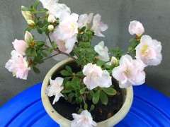 杜鹃下山桩怎么洗根的方法 图片