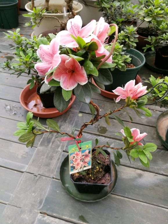 杜鹃下山桩已陆续开放