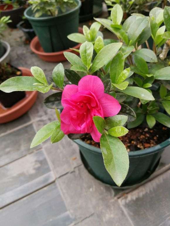 杜鹃下山桩已陆续开放