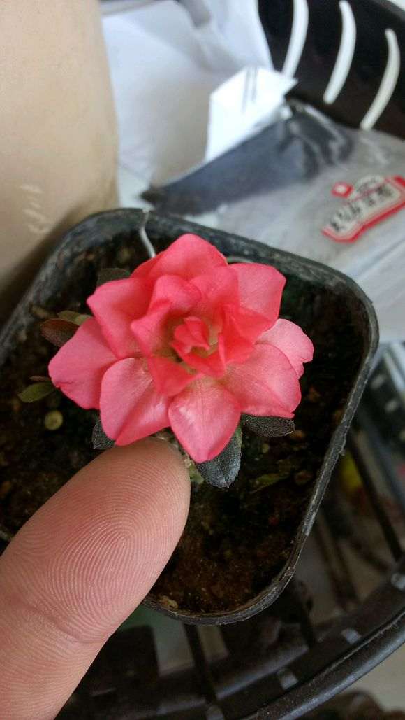 杜鹃下山桩已陆续开放