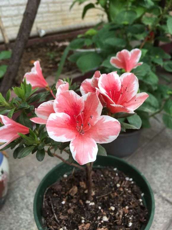 杜鹃下山桩已陆续开放