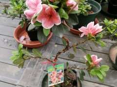 杜鹃下山桩已陆续开放 图片