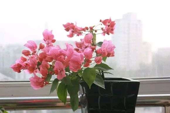 入门杜鹃下山桩选哪种容易养活 图片