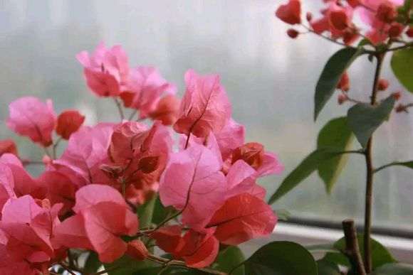 入门杜鹃下山桩选哪种容易养活 图片