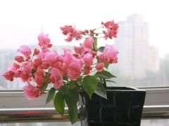 入门杜鹃下山桩选哪种容易养活 图片