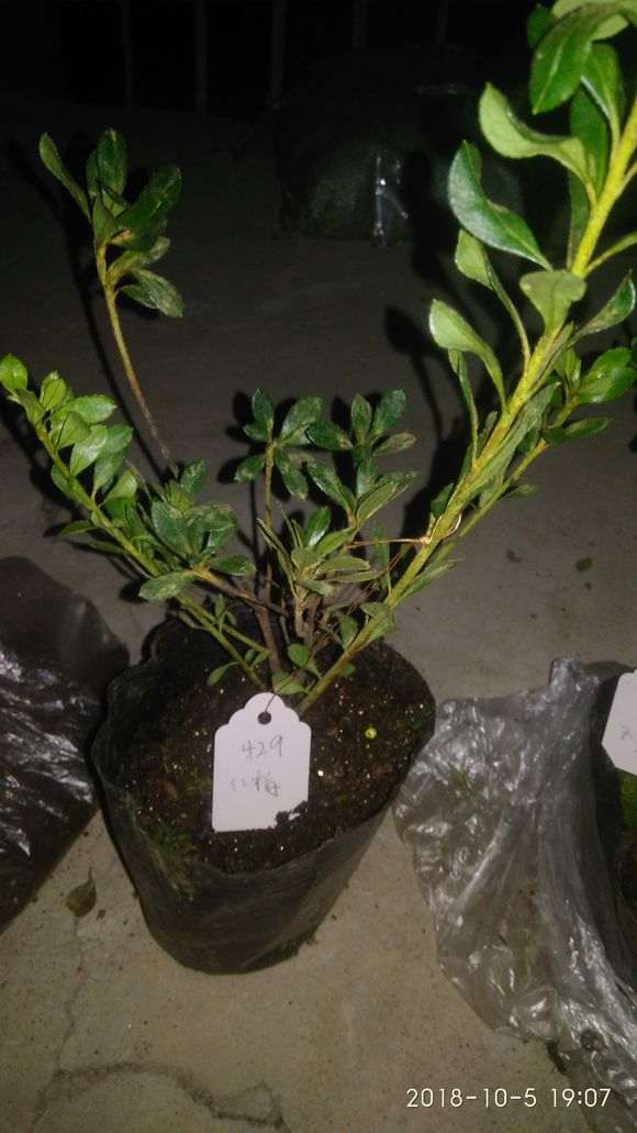 杜鹃下山桩25元一棵 买贵吗 图片