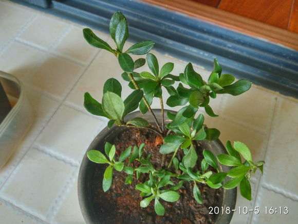 杜鹃下山桩25元一棵 买贵吗 图片