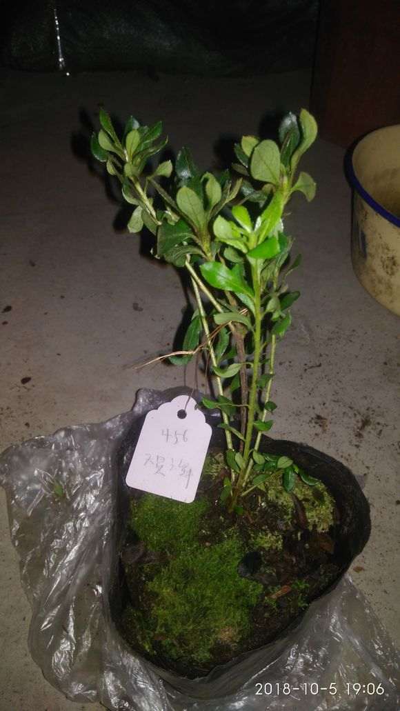 杜鹃下山桩25元一棵 买贵吗 图片